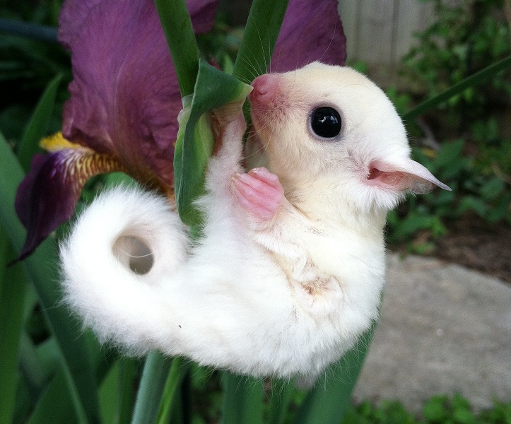 Hairless Sugar Glider GliderCENTRAL